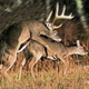 Illustration for article titled The Deer Penis Diaries